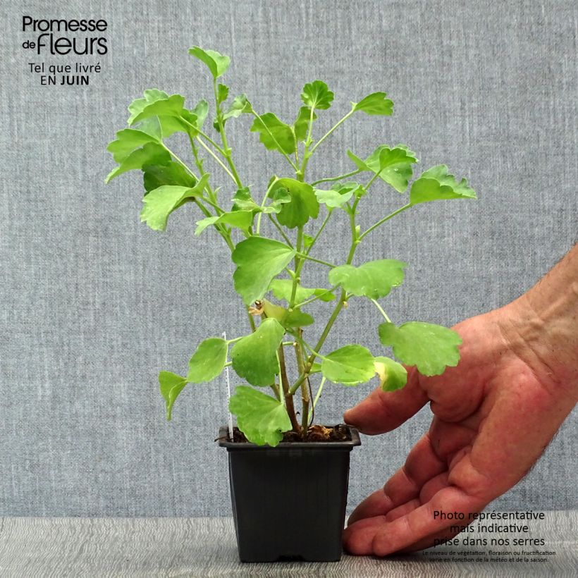 Ejemplar de Pelargonium acetosum - Geranio Maceta de 8/9 cm entregado en verano