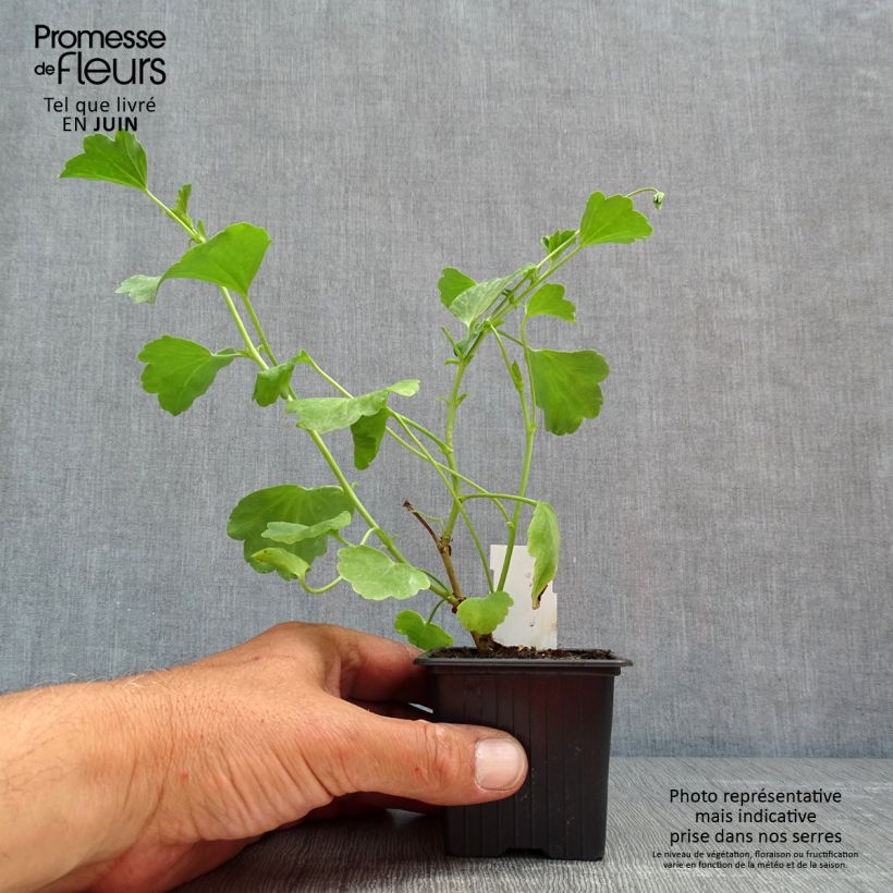 Pelargonium acetosum - Geranio Maceta de 8/9 cm Ejemplar entregado en la primavera