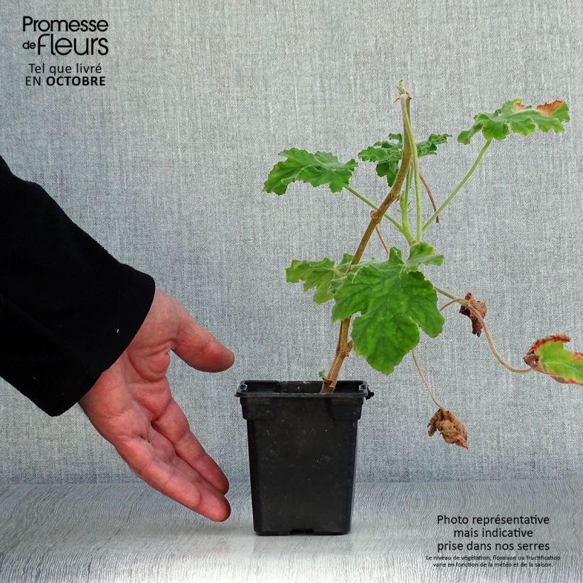 Ejemplar de Geranio Chocolate- Pelargonium Maceta de 7/8 cm entregado en otoño