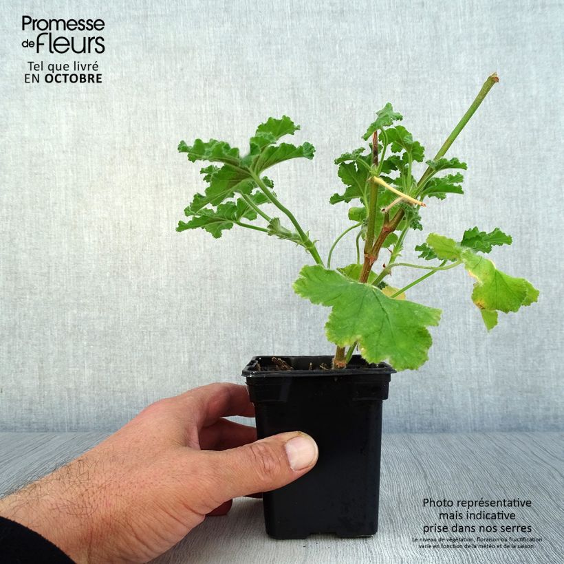 Ejemplar de Geranio Endsleigh- Pelargonium Maceta de 7/8 cm entregado en otoño