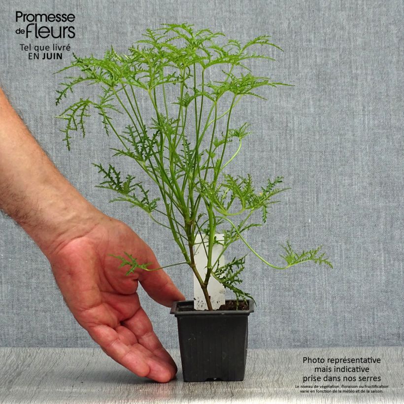 Ejemplar de Geranio denticulatum Filicifolium- Pelargonium Maceta de 7/8 cm entregado en verano