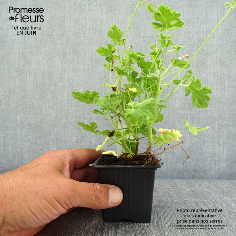 Ejemplar de Pelargonium fragrans Variegatum - Geranio de olor Maceta de 8/9 cm entregado en verano