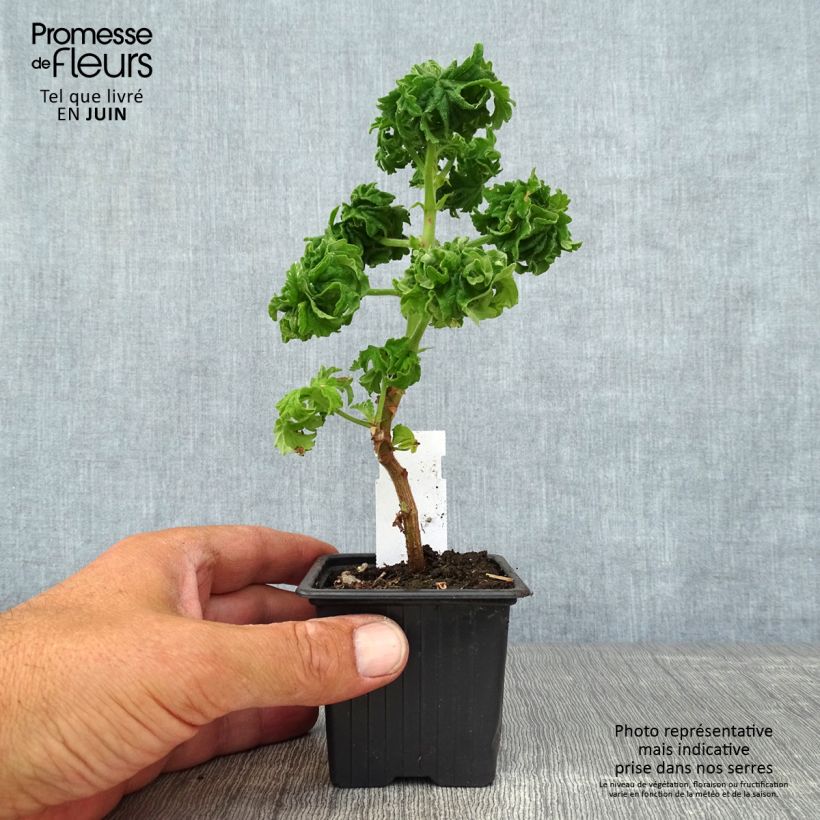 Ejemplar de Geranio graveolens Bontrosaï- Pelargonium Maceta de 8/9 cm entregado en verano