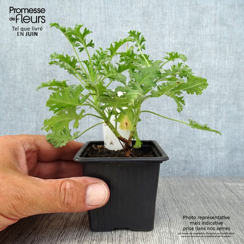 Ejemplar de Geranio ionidiflorum- Pelargonium Maceta de 8/9 cm entregado en verano