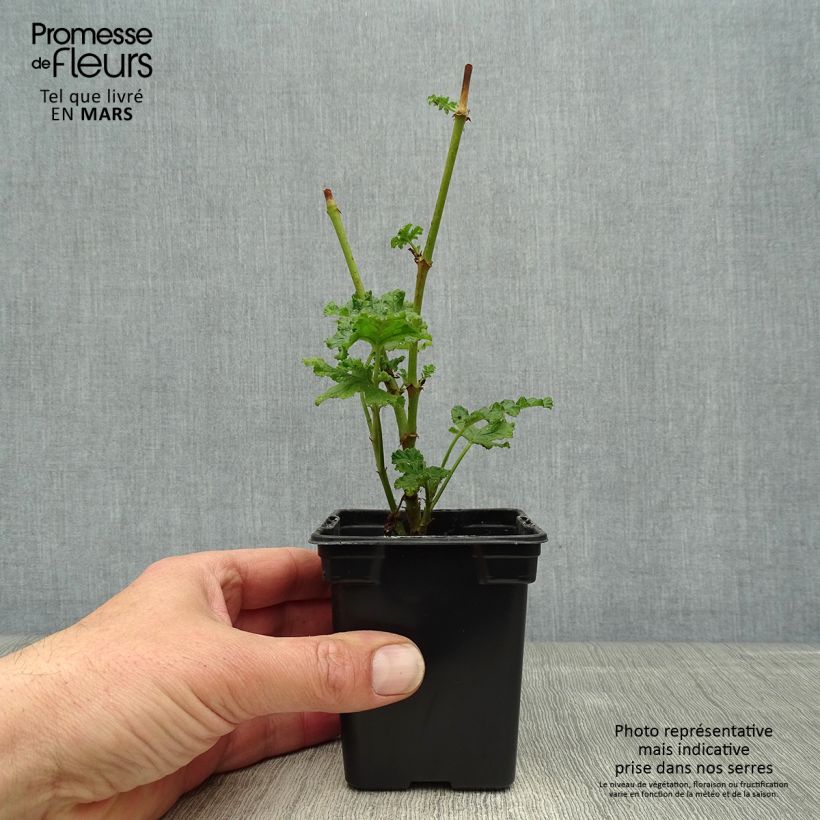 Geranio quercifolium- Pelargonium Maceta de 7/8 cm Ejemplar entregado en la primavera