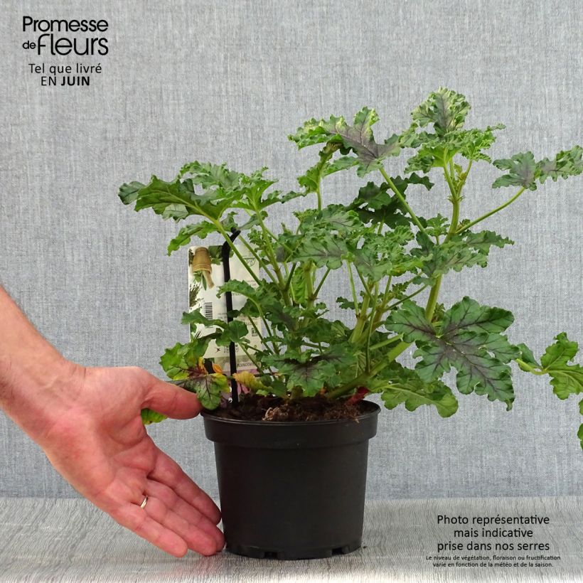 Ejemplar de Geranio quercifolium Royal Oak- Pelargonium Maceta 1,5L/2L entregado en verano