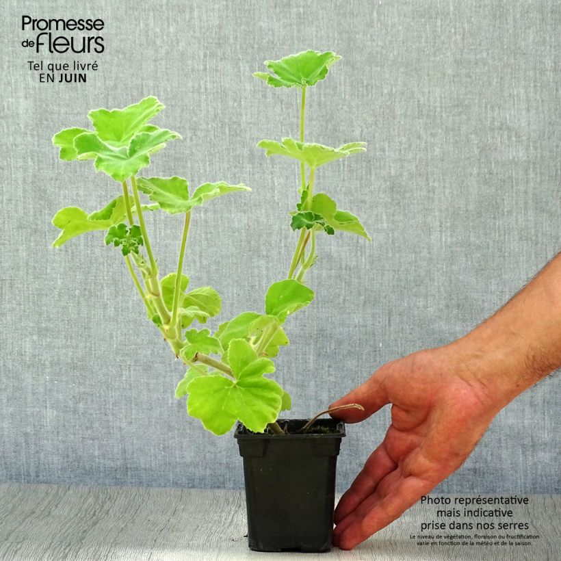 Ejemplar de Geranio tomentosum- Pelargonium Maceta de 7/8 cm entregado en verano