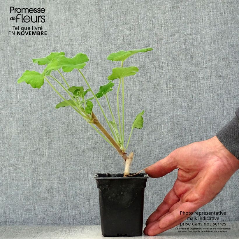 Ejemplar de Geranio tomentosum- Pelargonium Maceta de 7/8 cm entregado en otoño