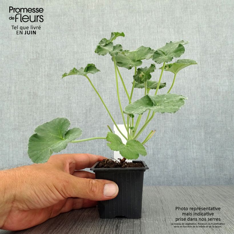 Ejemplar de Geranio reniforme- Pelargonium Maceta de 8/9 cm entregado en verano