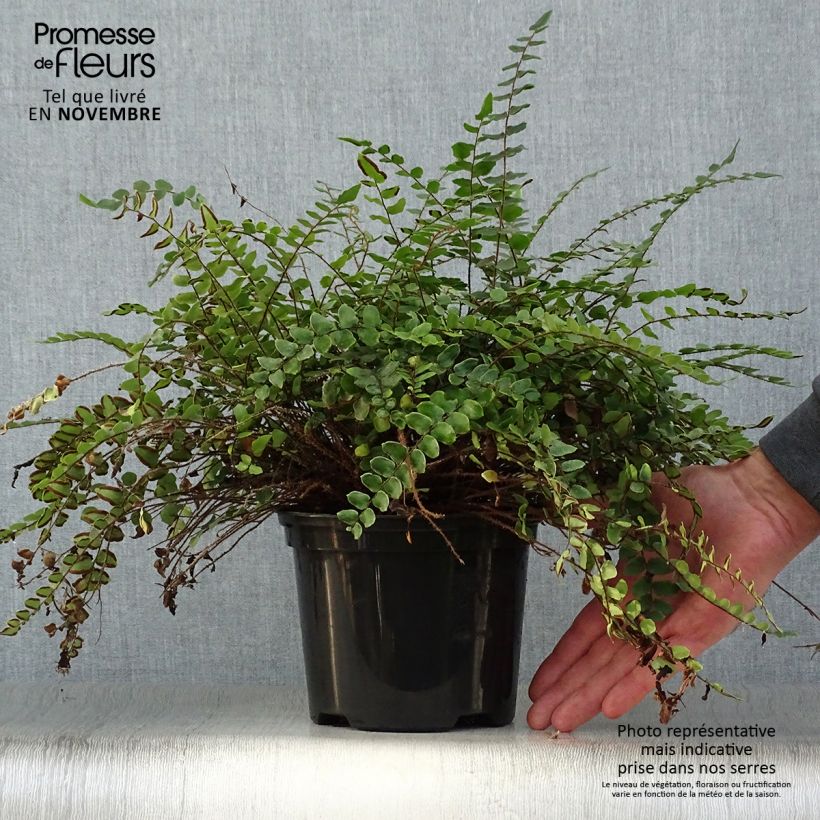 Ejemplar de Pellaea rotundifolia - Helecho Botón Maceta 2L/3L entregado en otoño