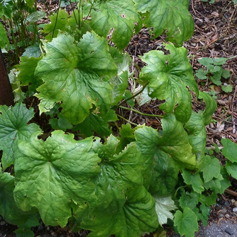 Peltoboykinia tellimoïdes (Follaje)