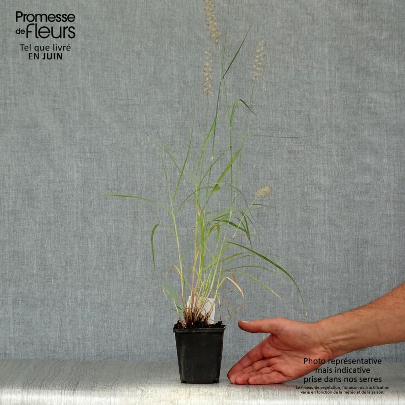 Ejemplar de Pennisetum orientale Maceta de 8/9 cm entregado en verano