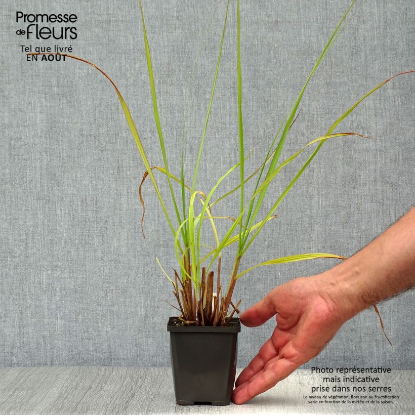 Ejemplar de Pennisetum alopecuroïdes Black Beauty Maceta de 8/9 cm entregado en verano