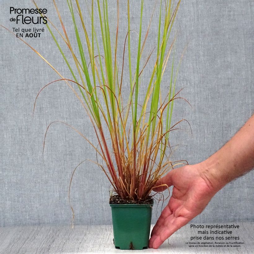 Ejemplar de Pennisetum alopecuroïdes Cassian Maceta de 8/9 cm entregado en verano