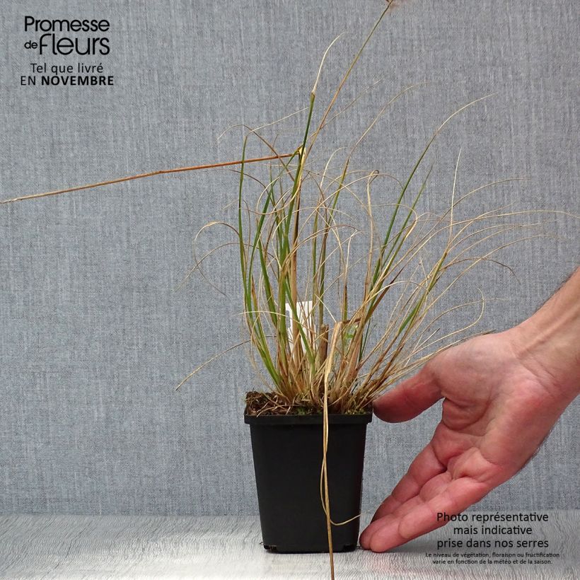 Ejemplar de Pennisetum alopecuroïdes Hameln Maceta de 8/9 cm entregado en otoño