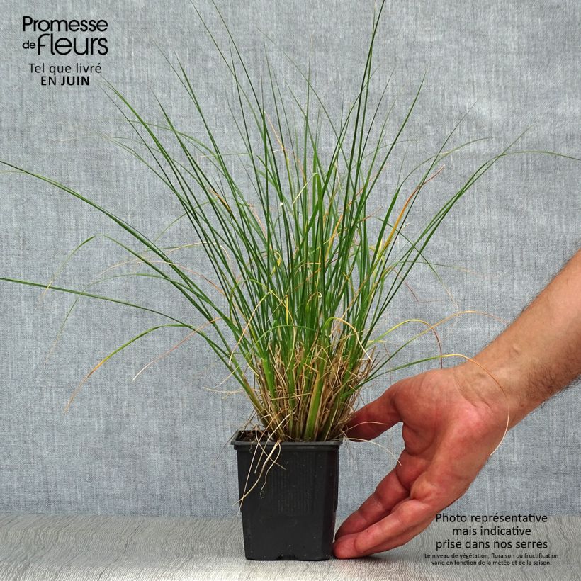 Ejemplar de Pennisetum alopecuroïdes Hameln Maceta de 8/9 cm entregado en verano