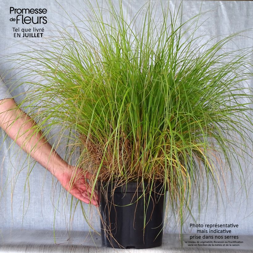 Ejemplar de Pennisetum alopecuroïdes Hameln Maceta 7,5L/10L entregado en verano