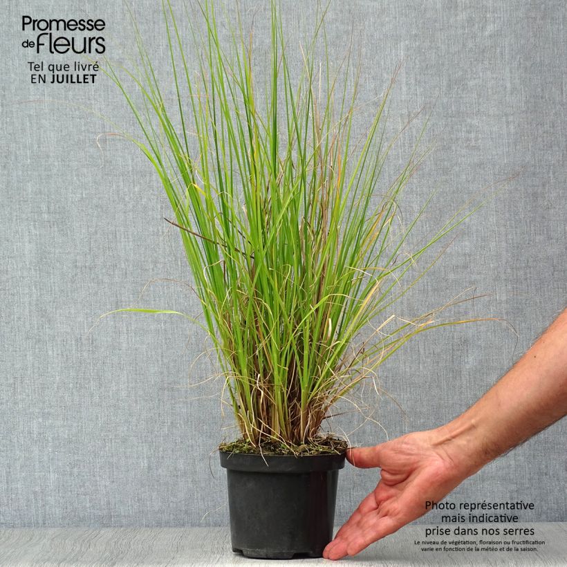 Ejemplar de Pennisetum alopecuroïdes Hameln Maceta 1L/1,5L entregado en verano
