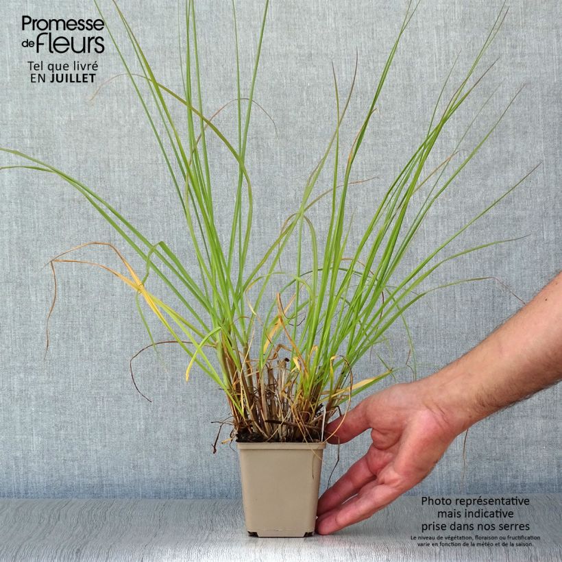 Ejemplar de Pennisetum alopecuroïdes Herbstzauber Maceta de 8/9 cm entregado en verano