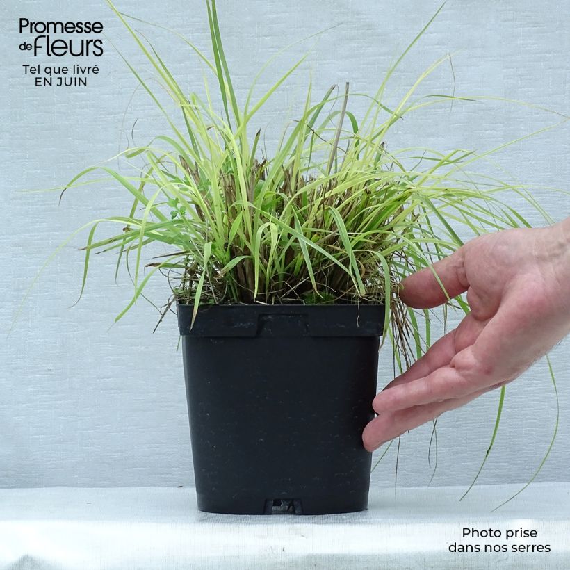 Ejemplar de Pennisetum alopecuroïdes Herbstzauber Maceta 2L/3L entregado en verano