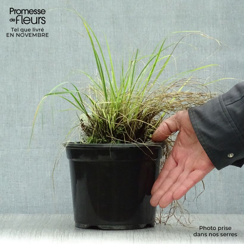 Ejemplar de Pennisetum alopecuroïdes Little Bunny Maceta 2L/3L entregado en otoño