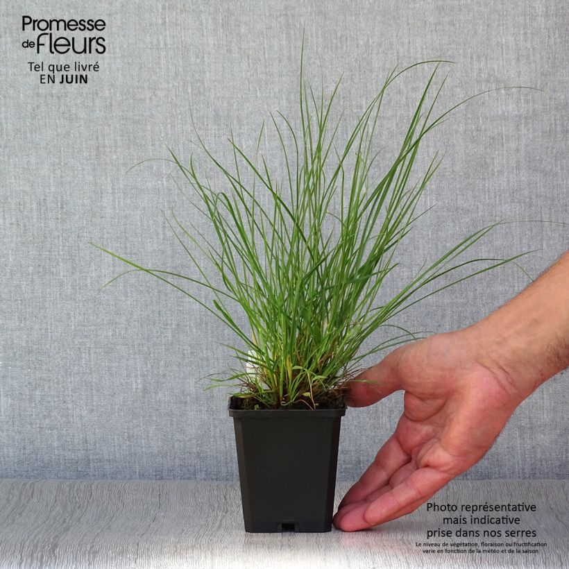 Ejemplar de Pennisetum alopecuroïdes Little Bunny Maceta de 8/9 cm entregado en verano