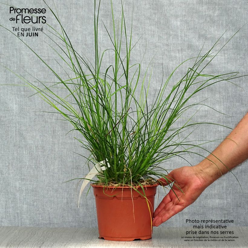 Ejemplar de Pennisetum alopecuroïdes Little Bunny Maceta 2L/3LAltura de entrega aprox. 10cm entregado en verano