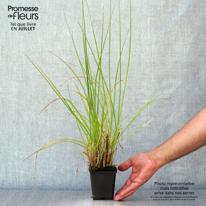 Ejemplar de Pennisetum alopecuroïdes Magic Maceta de 8/9 cm entregado en verano