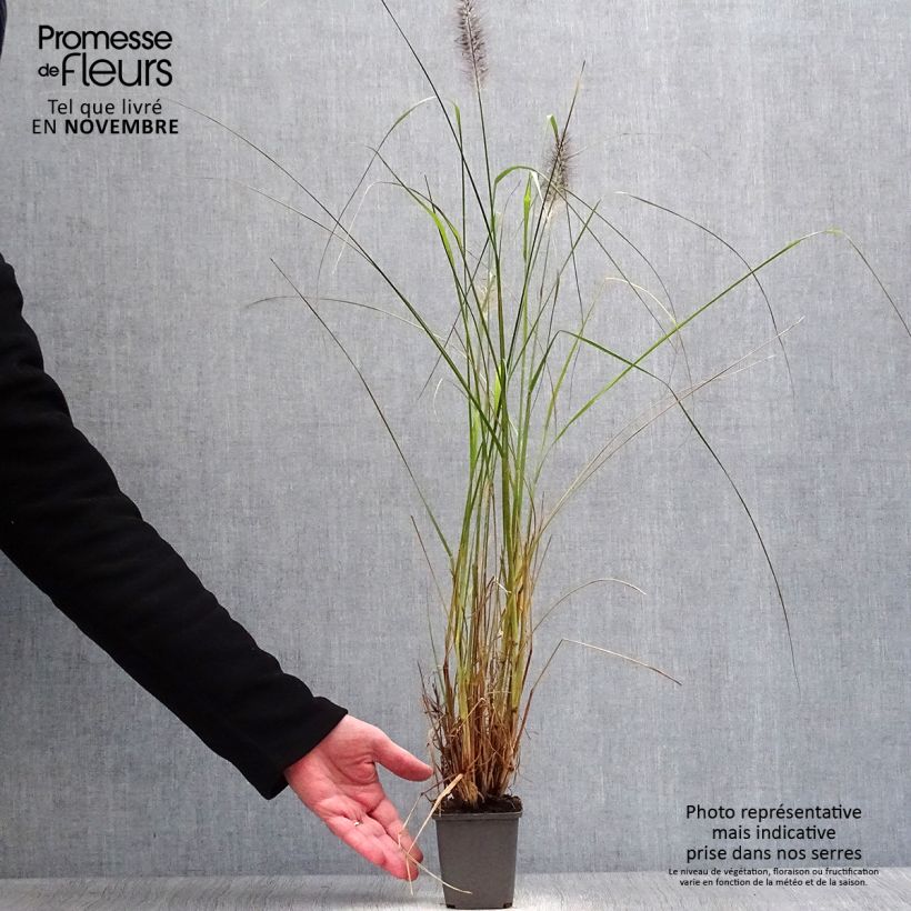 Ejemplar de Pennisetum alopecuroïdes Moudry Maceta de 8/9 cm entregado en otoño