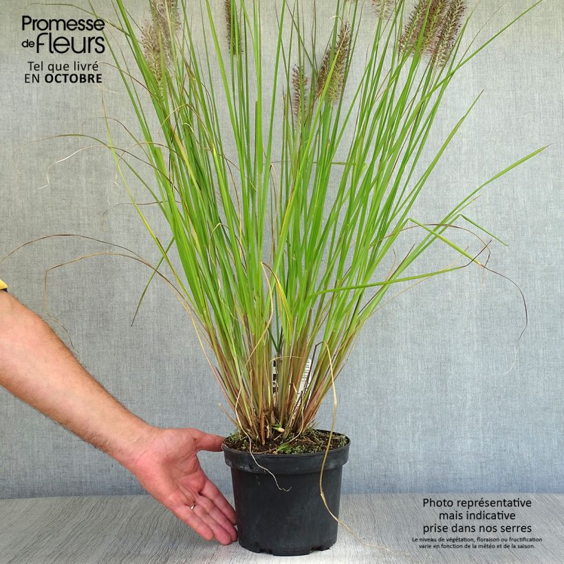 Ejemplar de Pennisetum alopecuroïdes Moudry Maceta 2L/3L entregado en otoño