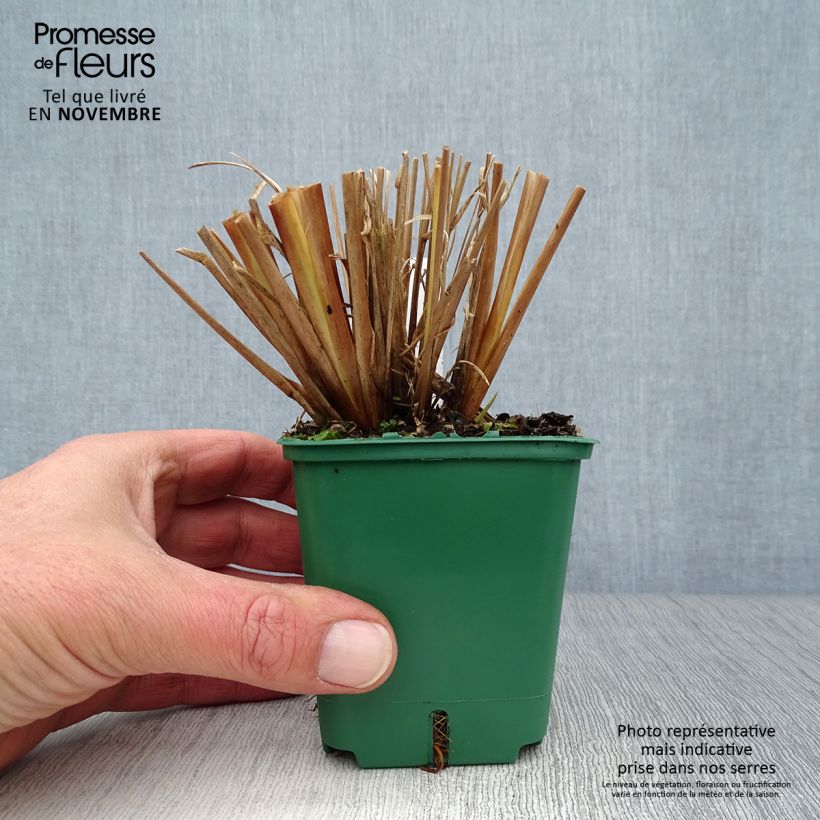 Ejemplar de Pennisetum alopecuroïdes f. viridescens Maceta de 8/9 cm entregado en otoño