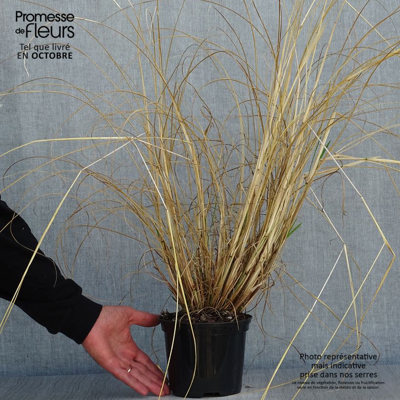 Ejemplar de Pennisetum alopecuroïdes f. viridescens Maceta 2L/3L entregado en otoño