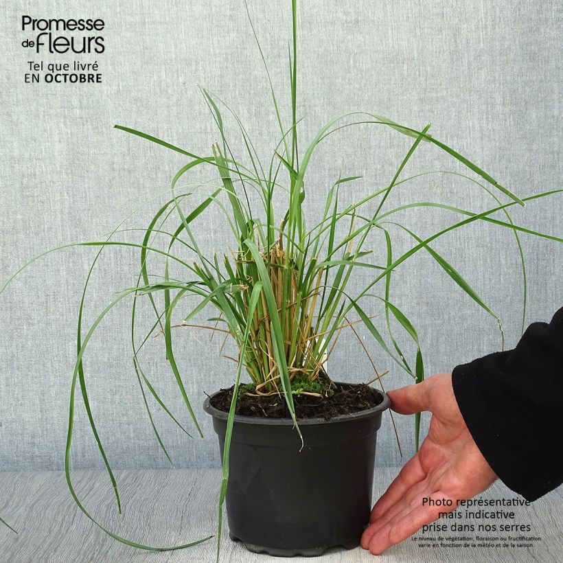 Ejemplar de Pennisetum macrourum Maceta 2L/3L entregado en otoño