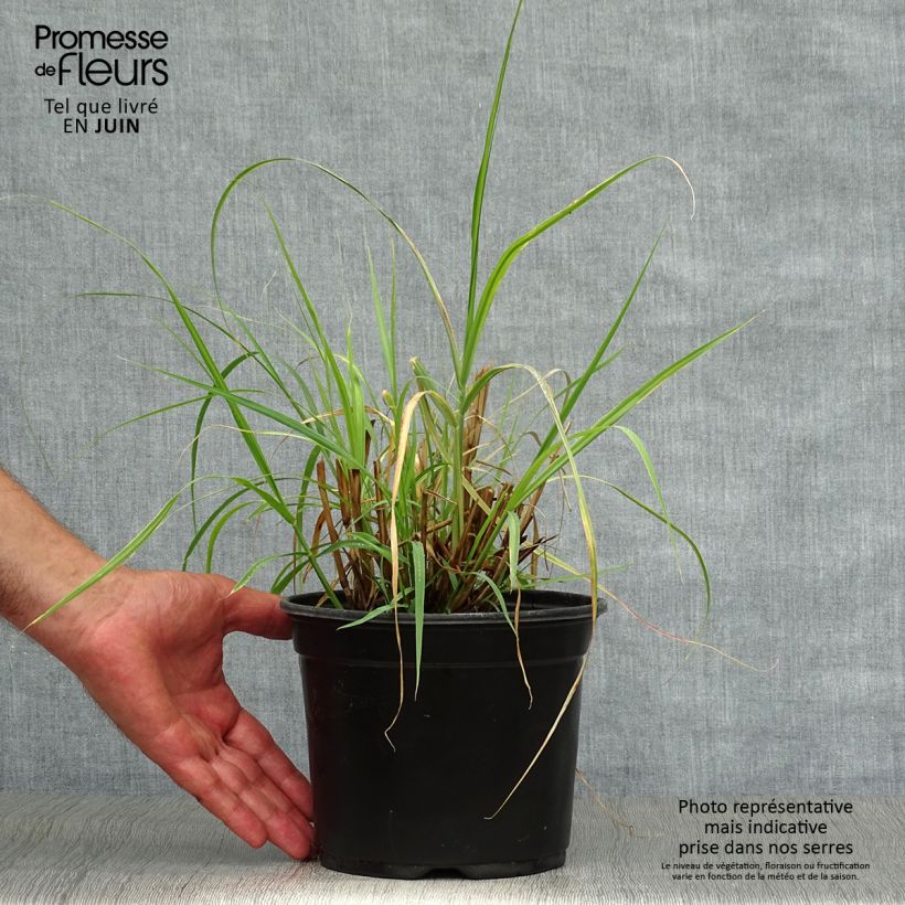 Ejemplar de Pennisetum orientale Maceta 2L/3L entregado en verano