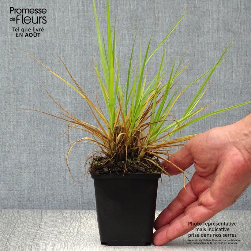 Ejemplar de Pennisetum orientale Fairy Tails - Herbe aux écouvillons Godet de 9cm entregado en verano