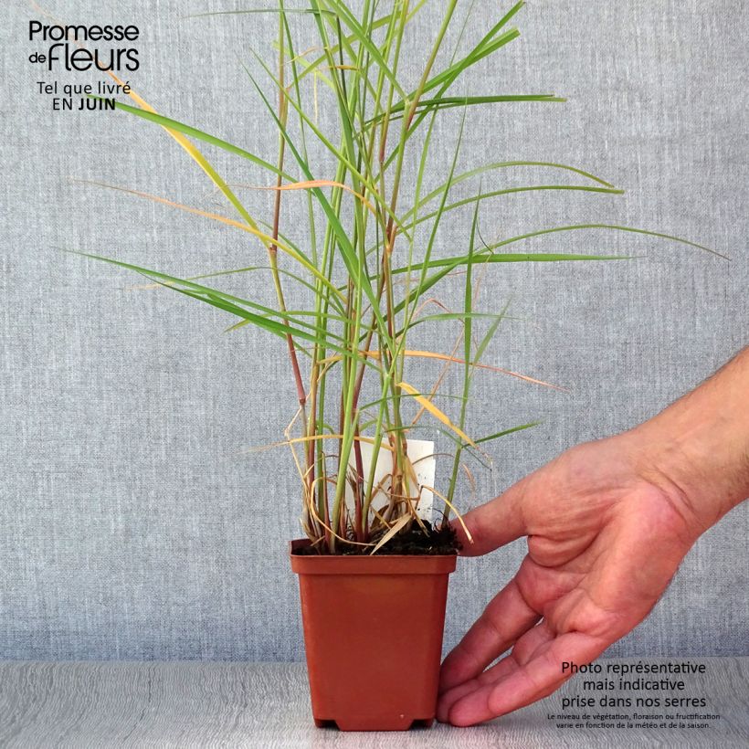Ejemplar de Pennisetum orientale Karley Rose - Herbe aux écouvillons roses en godet de 9 cm entregado en verano