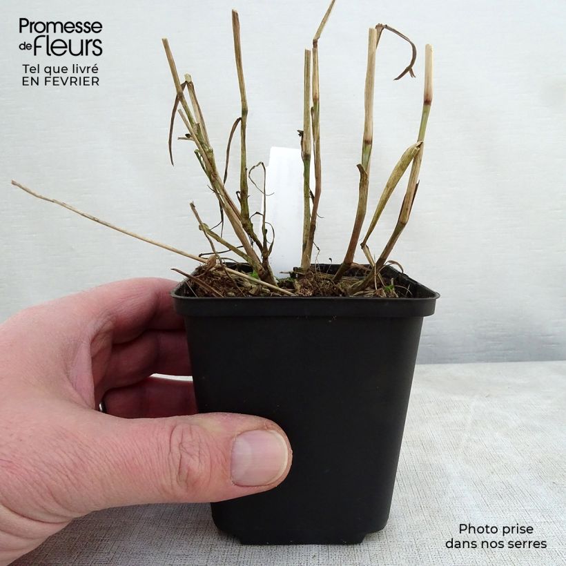 Pennisetum orientale Shogun Maceta de 8/9 cm Ejemplar entregado en invierno