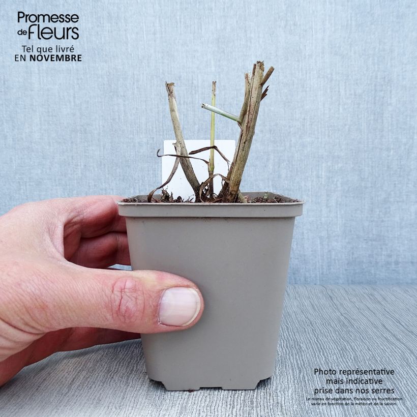 Ejemplar de Pennisetum orientale Tall Tails Maceta de 8/9 cm entregado en otoño