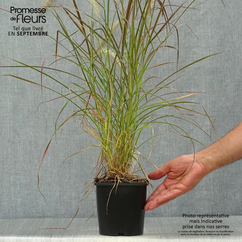 Ejemplar de Pennisetum setaceum Firework - Rabo de gato Maceta 2L/3L entregado en otoño