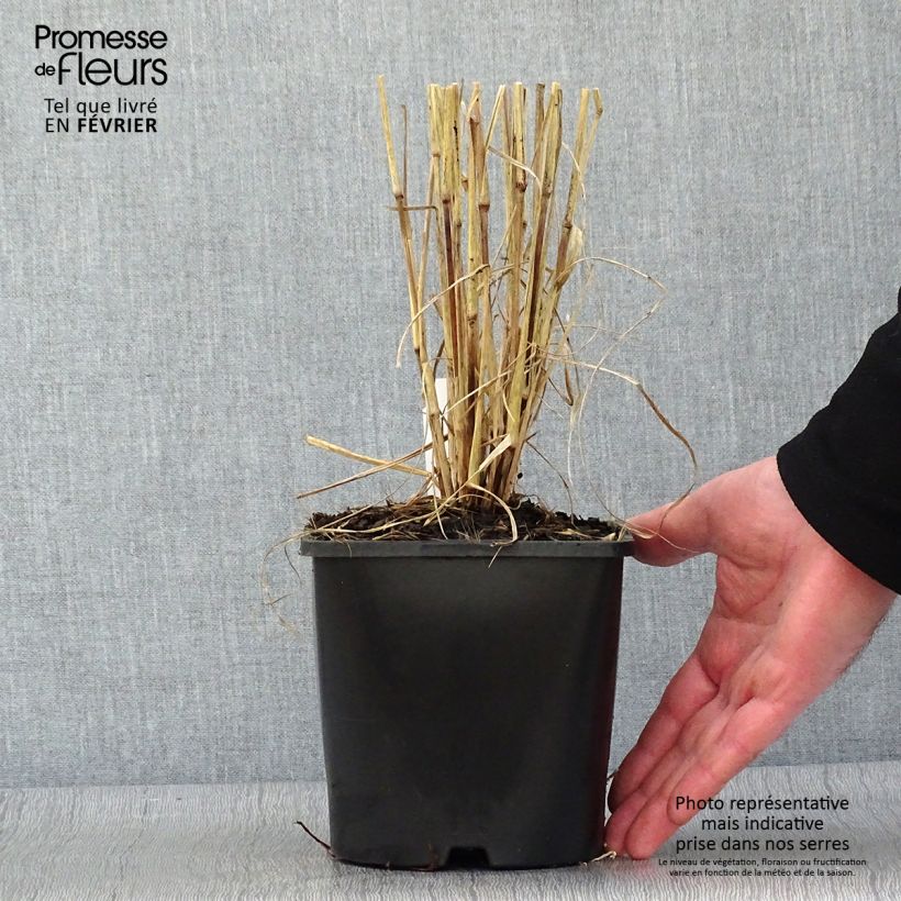 Pennisetum setaceum Firework - Rabo de gato Maceta 2L/3L Ejemplar entregado en invierno