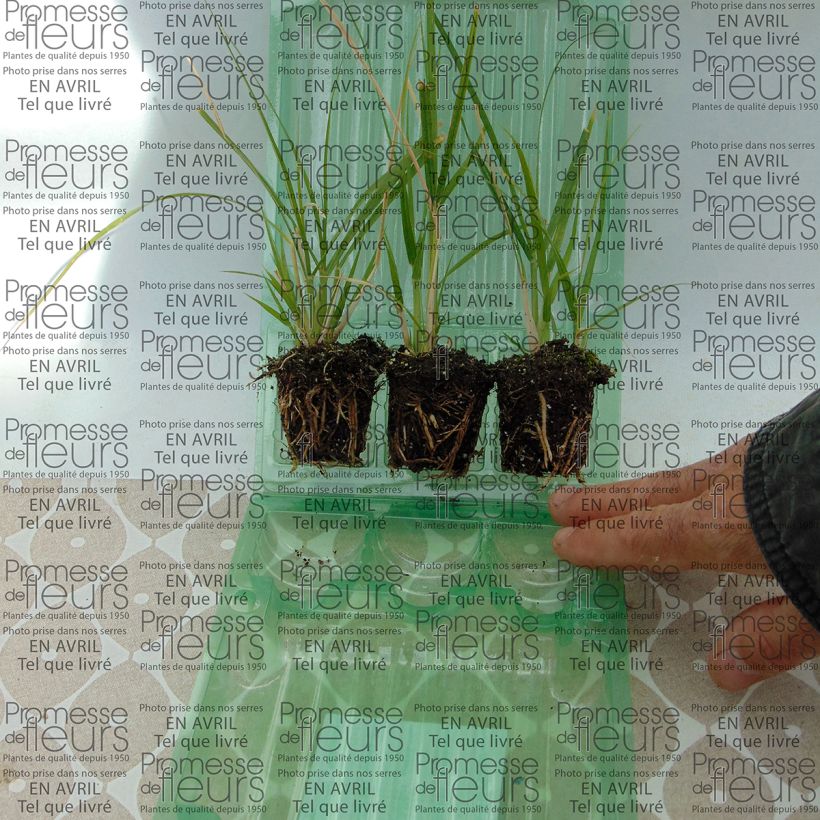 Ejemplo de ejemplar de Pennisetum setaceum - Rabo de gato minicepellón: Ø 3/4 cm tal y como se entrega
