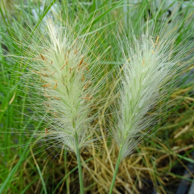 Pennisetum villosum (Floración)