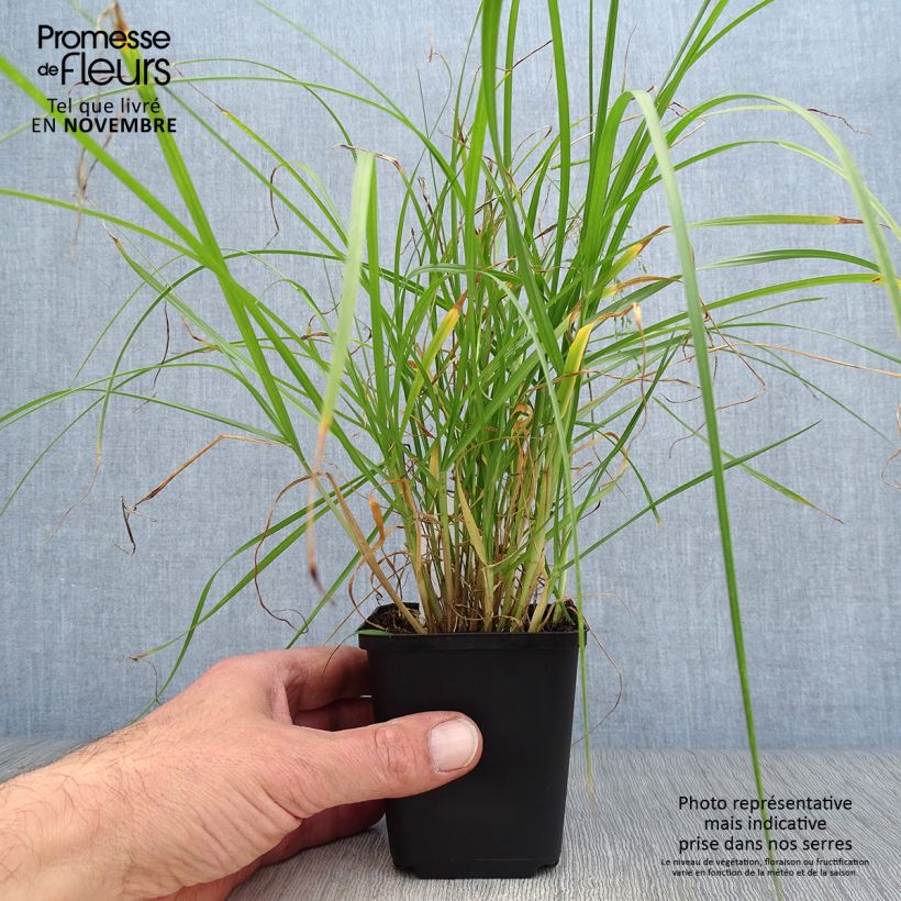 Ejemplar de Pennisetum villosum Maceta de 8/9 cm entregado en otoño