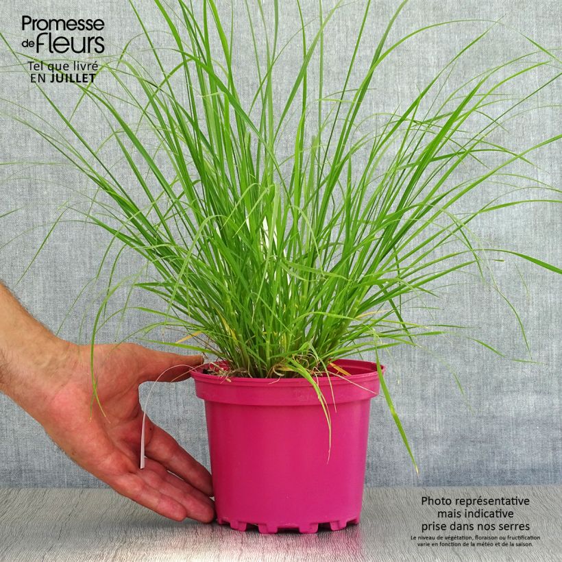Ejemplar de Pennisetum villosum - Herbe aux écouvillons Pot de 2L/3L entregado en verano