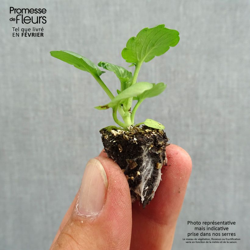 Ejemplar de Viola F1 Carrera Autumn Berries - Violeta minicepellón: de 2,2 cm x 2 cm en bandeja de cultivo por 35 entregado en otoño
