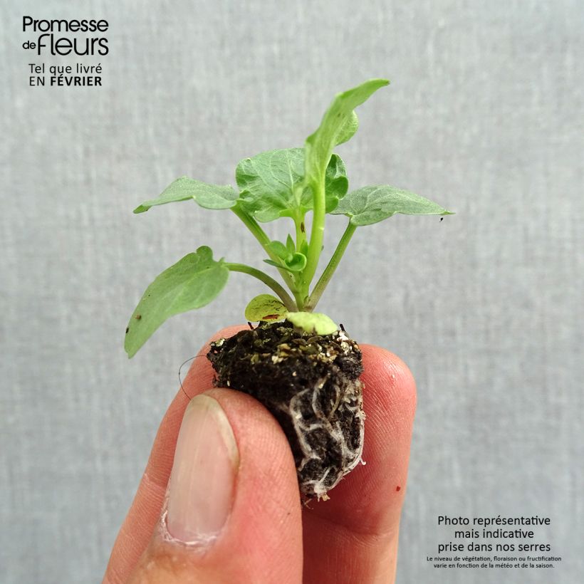 Ejemplar de Viola F1 Carrera Blue With Blotch - Violeta minicepellón: de 2,2 cm x 2 cm en bandeja de cultivo por 35 entregado en otoño
