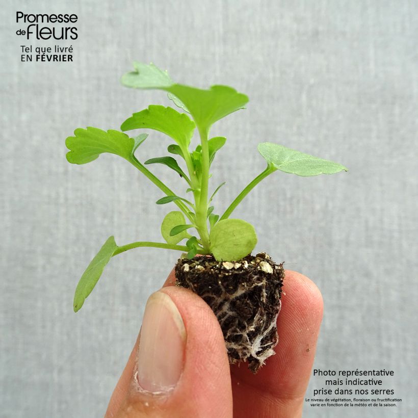 Ejemplar de Viola F1 Carrera Rose à Macule - Violeta minicepellón: de 2,2 cm x 2 cm en bandeja de cultivo por 35 entregado en otoño