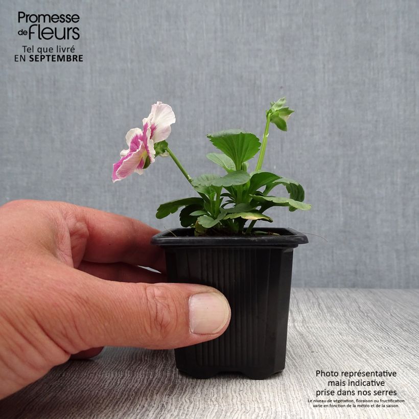 Ejemplar de Viola F1 Carrera Rose Blotch - Violeta Maceta de 7/8 cm entregado en otoño