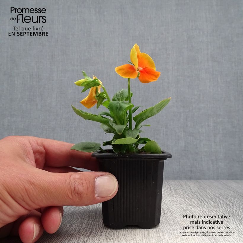 Ejemplar de Viola hybrida Matrix F1 Orange Deep - Violeta hibrida Maceta de 7/8 cm entregado en otoño