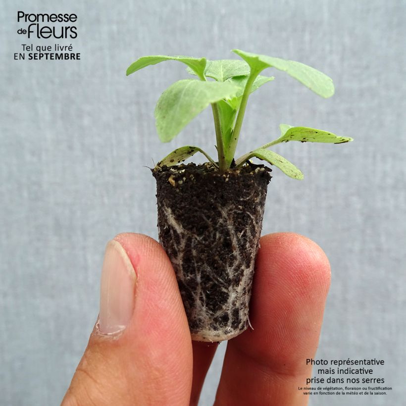 Ejemplar de Viola hybrida Matrix F1 White - Violeta hibrida minicepellón: Ø 1,5/2,5 cm entregado en otoño